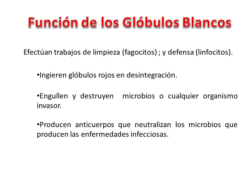 qué son los leucocitos y cuál es su función qué son los leucocitos y cuál es su función
